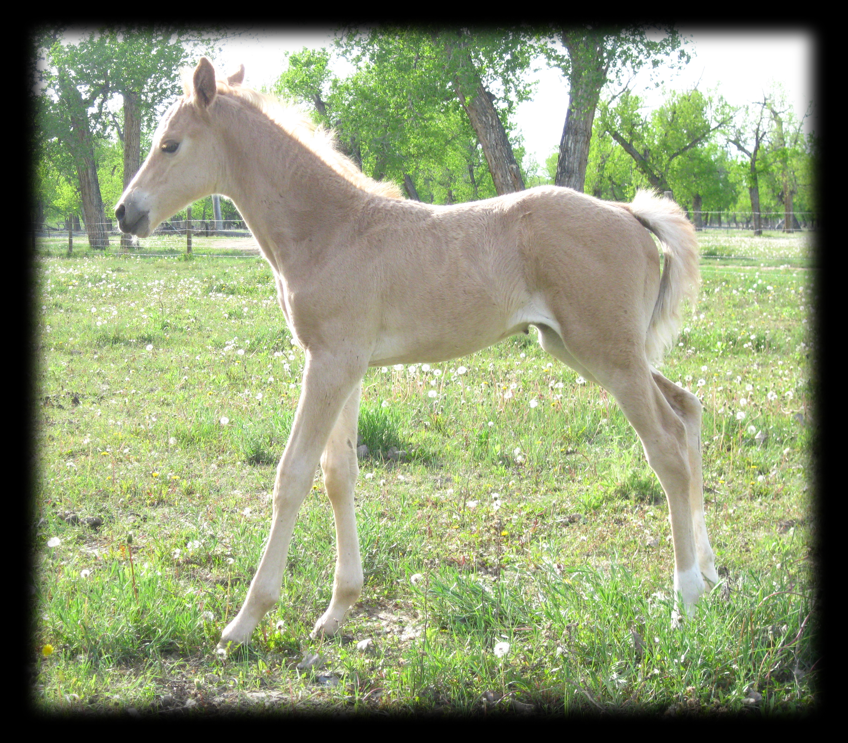 2001 palomino filly out of New Holly Rose, Hollywood Gold and Royal King.